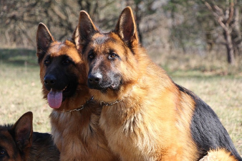 chiots âgés de 13 mois
