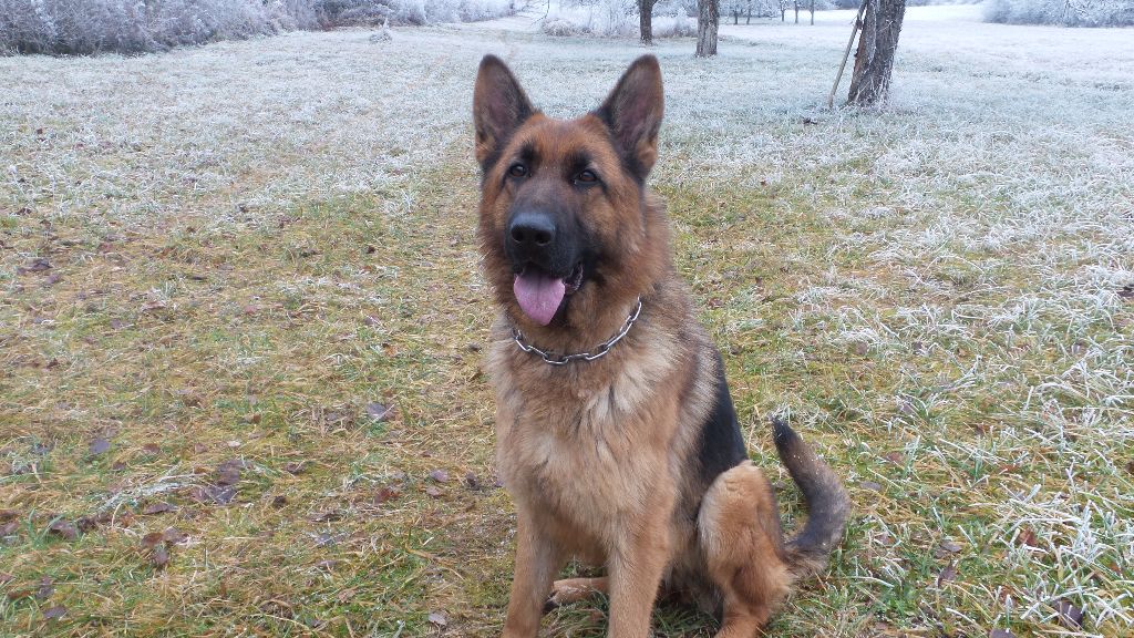 chien de la première portée âgé de 24 mois