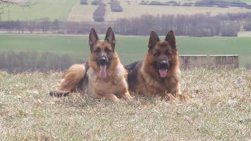 Queni et Hasco