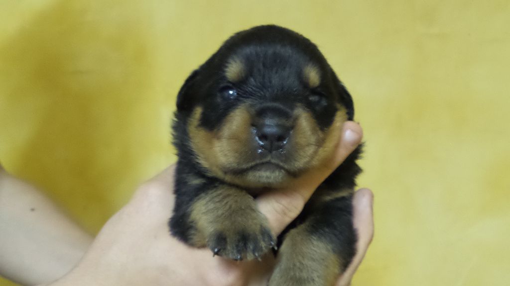 Chiots de la portée de Maya