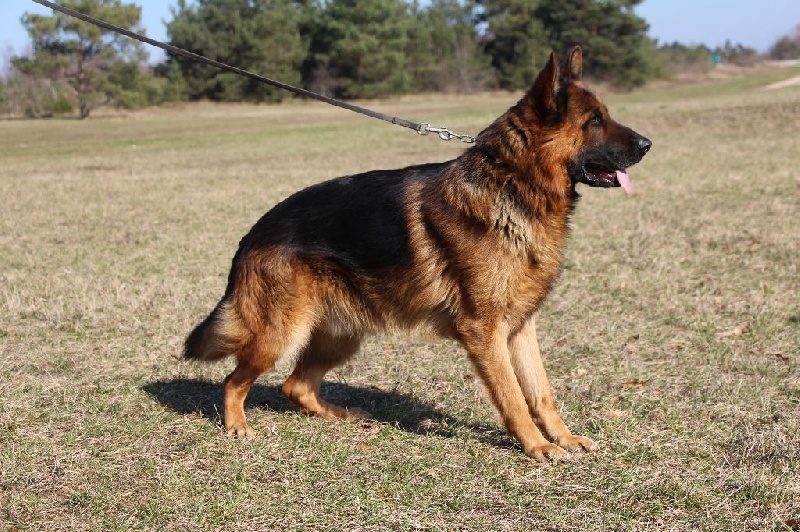 hasco